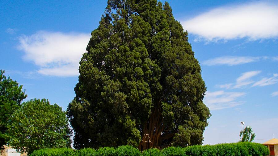 Cypress of Abarkooh